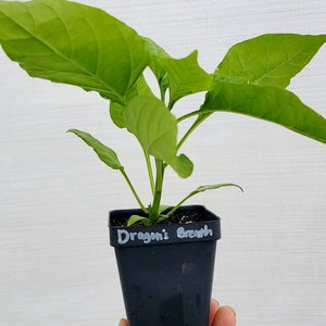 Dragons Breath Pepper Starter Live Plants (1 Seedling)