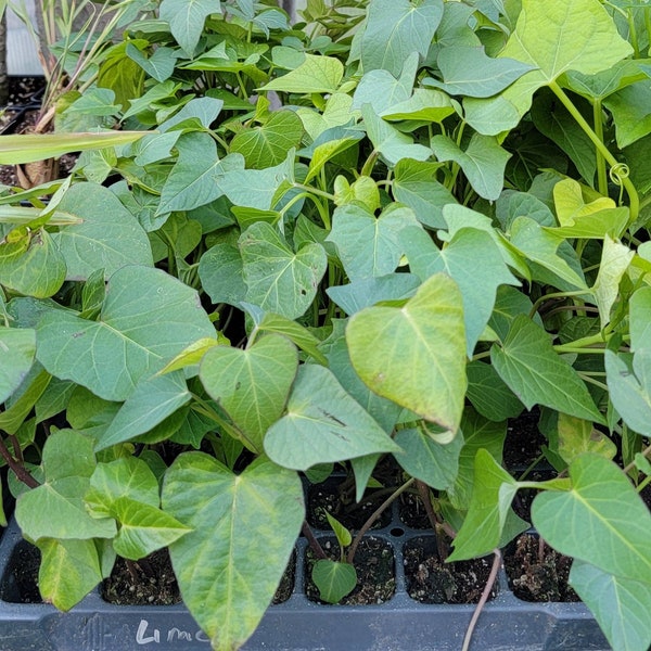 Sweet Potato Slips Etsy