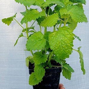 Lemon Balm Herbs Live Plant (1- 2.5" pot)