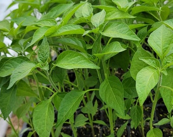 Black Cobra Pepper Kua Txob Lis Voos Live Plants (4 Seedlings)