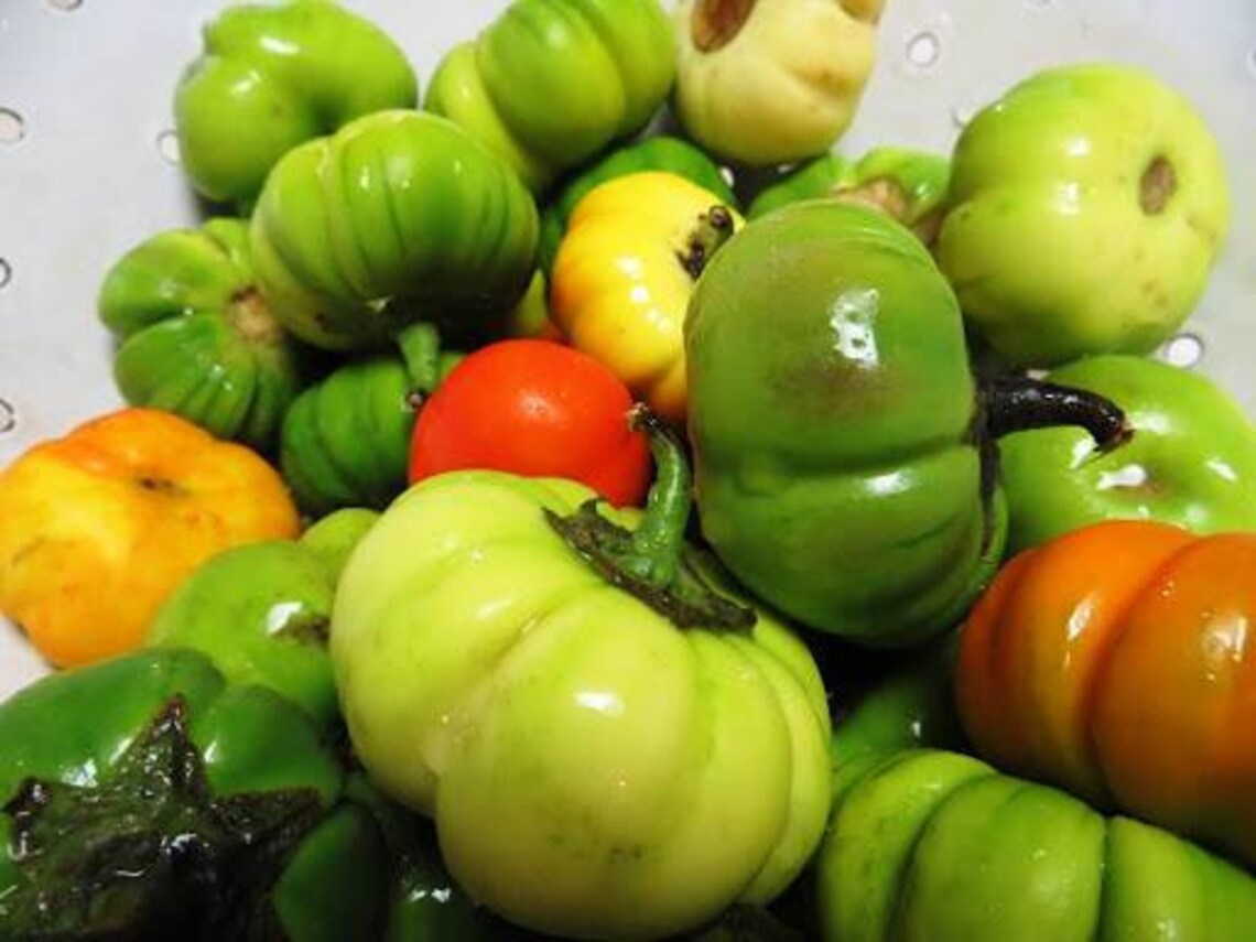 Bitter Eggplant Live Plants 4 Seedlings Etsy