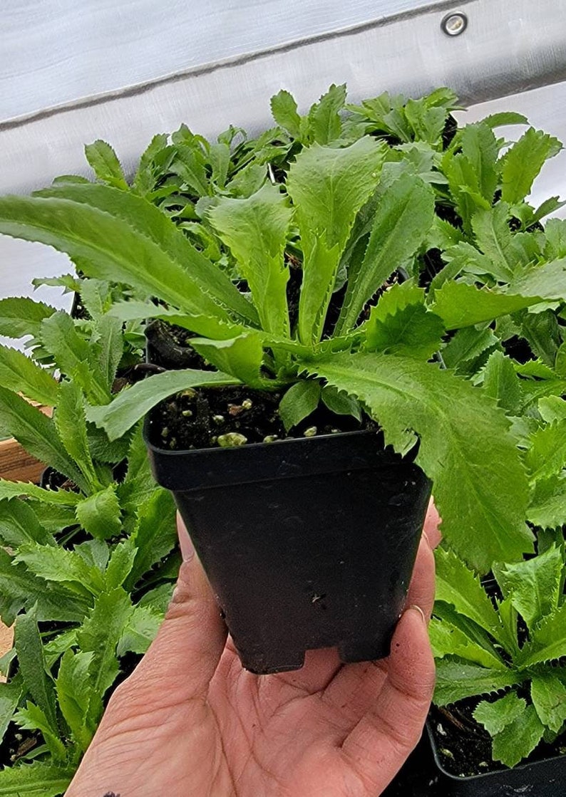 Culantro Herbs Starter Live Plants (1- 2.5