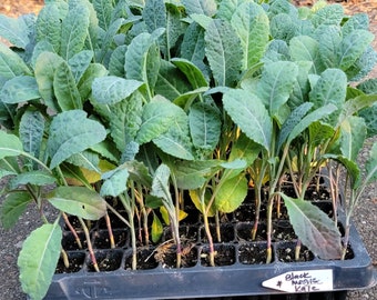 Kale Black Magic Lacinato Seedlings Starter Live Plants (6 Seedlings)