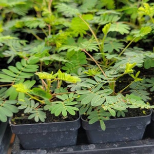 Mimosa Pudica Sensitive Plant Live Plants (1- 2.5" pot)