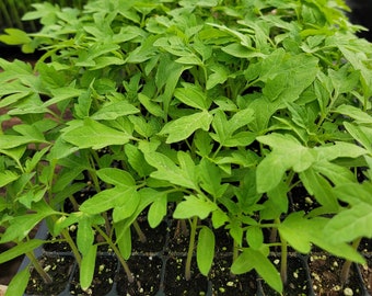 Yellow Pear Tomato Starter Live Plants (4 Seedlings)