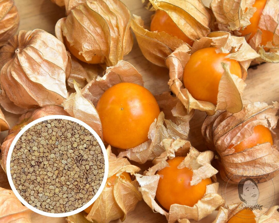 300 Cape Gooseberries Ground Cherry Tomatillo Physalis Etsy