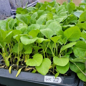 Purple Long Eggplant Starter Live Plants (4 Seedlings)