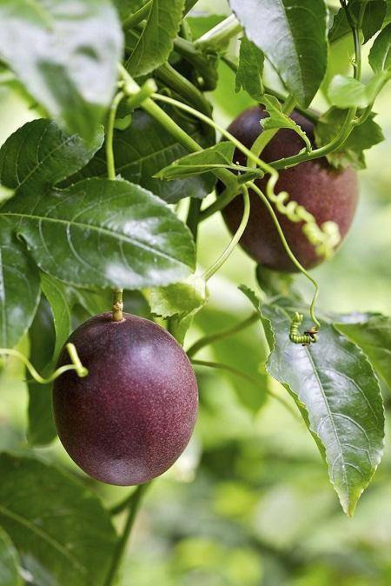 Purple Passion Fruit Vine Live Plants 1 2.5 Pot Etsy