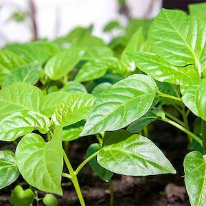 Sweet Bell Pepper Starter Live Plant Variety Colors (4 Seedlings)