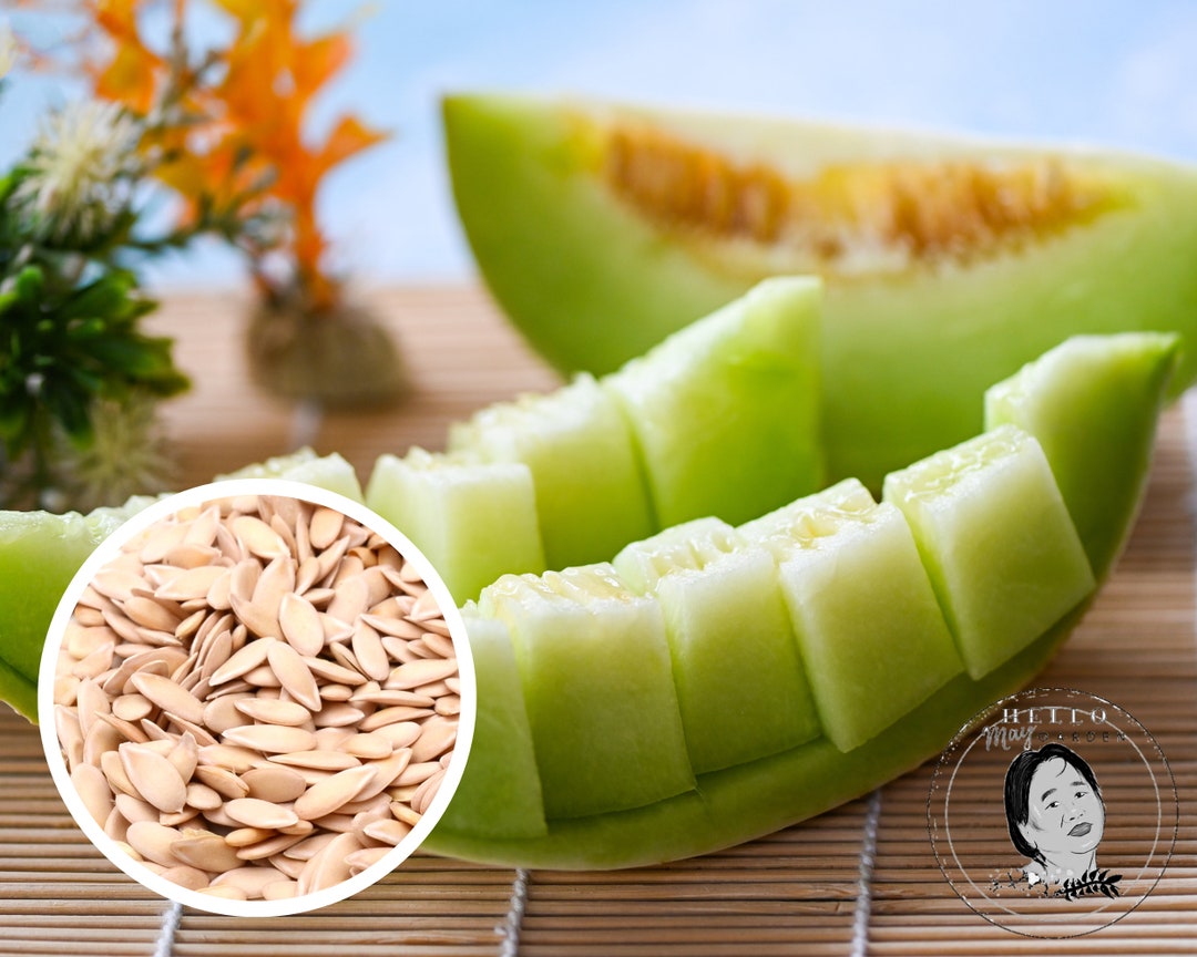25 Honeydew Green Flesh Melon Fruit Seeds Heirloom Nongmo Etsy