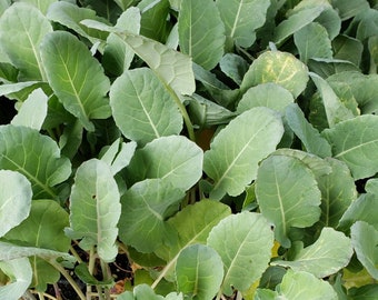 Broccoli Green Magic Live Plants (6 Seedlings)