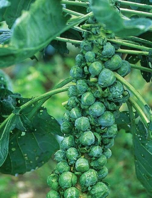 300 Seeds BRUSSELS Sprouts Long Island Improved Healthy Cold Hardy Prolific