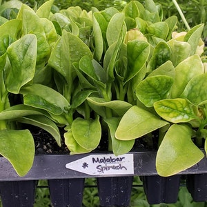 Green Malabar Spinach Starter Live Plants (4 Seedling)