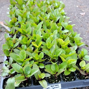 Red Malabar Spinach Starter Live Plants (4 Seedlings)