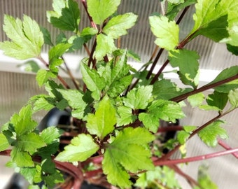 White Mugwort, Artemisia Lactiflora - Ko Taw Os Hmong Tshuaj Herbs Starter Live Plant (1- 2.5" pot)