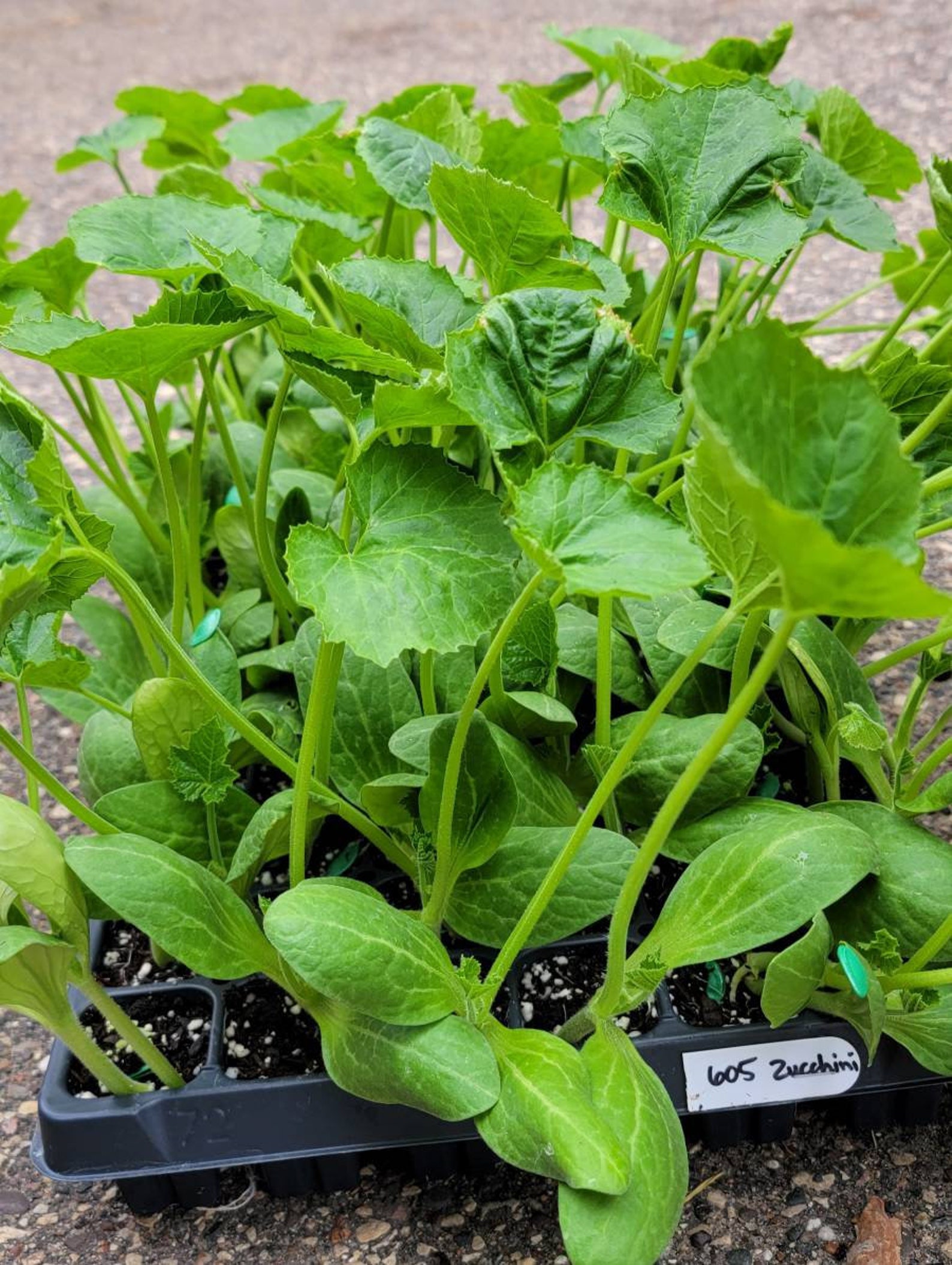 Zucchini Elite Squash Starter Live Plants 4 Cell Seedlings Etsy