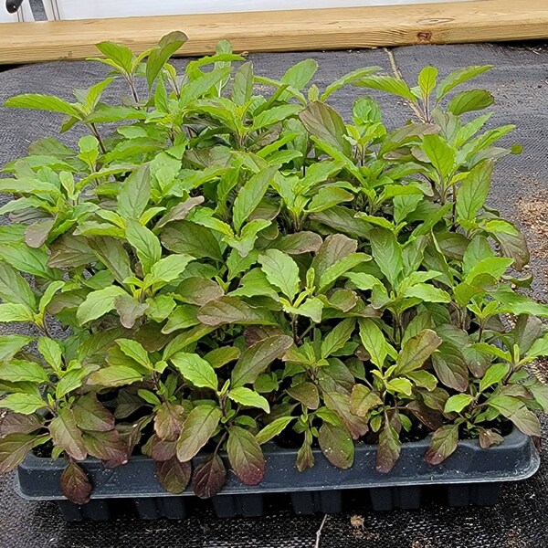 Red Thai Holy Basil Kras Pao Pakapao Herb Live Plants (4 Seedlings)