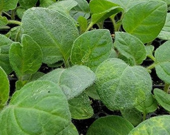 Ground Cherry, Cape Gooseberry Tomatillo Physalis Peruviana Starter Live Plants (4 Seedlings)