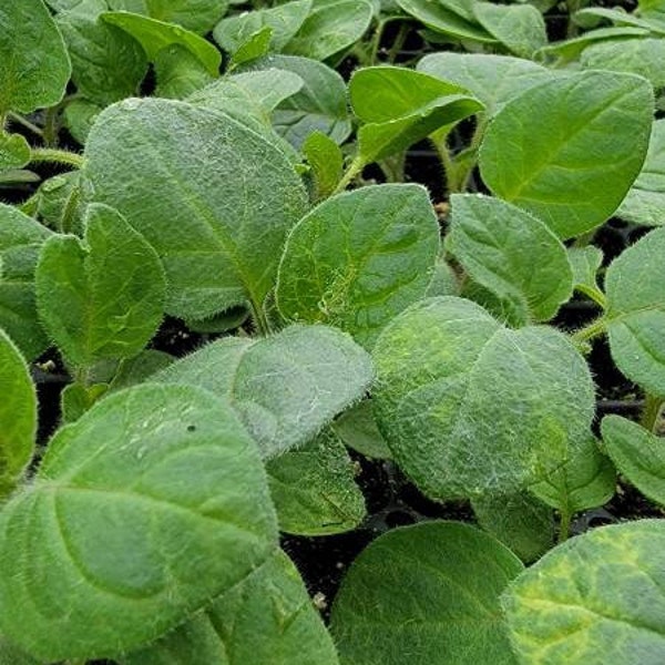 Ground Cherry, Cape Gooseberry Tomatillo Physalis Peruviana Starter Live Plants (4 Seedlings)