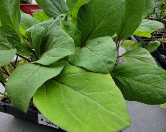 Orient Express Eggplant Starter Live Plants (4 Seedlings)