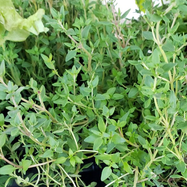 Creeping Thyme Plants Live Etsy