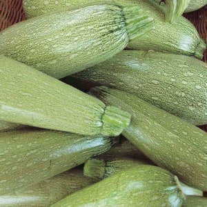 50+ Squash Zucchini (Summer) Grey Seeds Heirloom Non-GMO