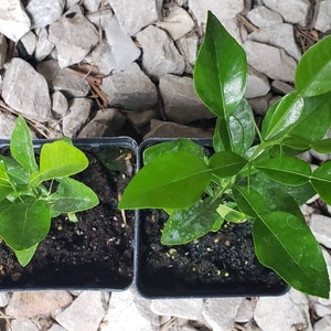 Kaffir Lime Tree - Citrus Hystrix Makrut Starter Live Plants (1 Seedling)