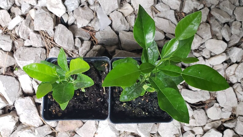 Kaffir Lime Tree - Citrus Hystrix Makrut Starter Live Plants (1 Seedling)