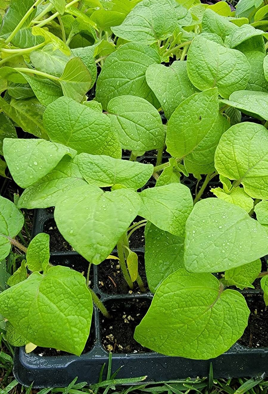 Ground Cherry Starter Live Plants (4 Seedlings)