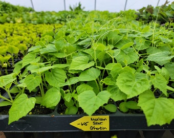 Cucamelon, Mexican Sour Gherkin, Mouse Melon Cucumber Starter Live Plants (2 Seedlings)