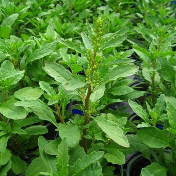 100+ Epazote Seeds Herbs Heirloom Non-GMO