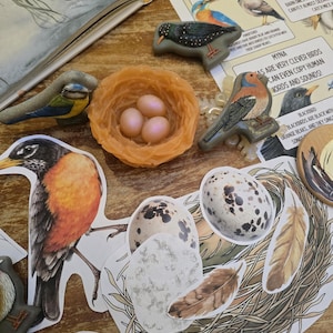 May include: An assortment of bird-themed items, including a nest with three eggs, bird figurines, and bird illustrations. The illustrations include a robin, eggs with speckled patterns, and feathers. An open book with text about birds is also present.