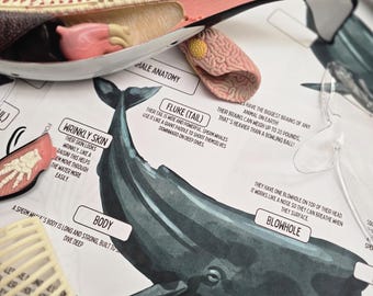 May include: Anatomy model of a whale with internal organs visible, alongside educational diagrams. The model is partially dissected, revealing the whale's internal structure. The diagrams label parts like the fluke, blowhole, and flippers. Educational and scientific.