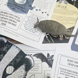 May include: A grey armadillo toy sits on educational pages featuring illustrations of nocturnal creatures, bats, and moths. The pages include text about animal adaptations and the text "Forever Almost Autumn".