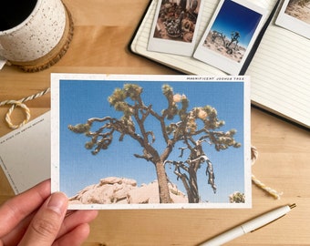 Magnificent Joshua Tree Vintage-Inspired Travel Postcard