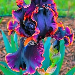 May include: A close-up of a vibrant iris flower with deep purple petals edged in orange and pink. The flower's intricate details and contrasting colours create a striking visual display. Green leaves and a bud are visible in the background.