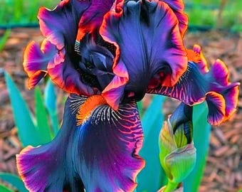 35 Rare Black Bearded Iris Seeds Striking Bicolor Garden Flowers Unique Perennial Planting