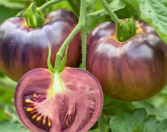 Cherokee Purple Tomato 30 Seeds | Heirloom Purple for Garden Planting | Indeterminate