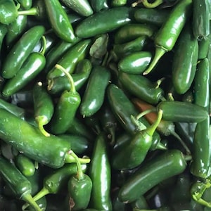 Puede incluir: Primer plano de un montón de pimientos jalapeños verdes frescos y vibrantes. Los pimientos varían en tamaño y forma, algunos tienen una ligera curva. Los tallos son de un verde más claro y la textura general es suave y brillante.