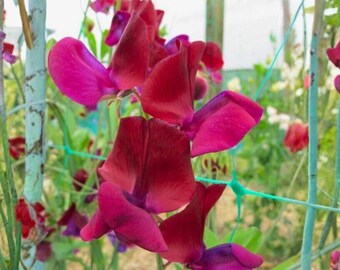 50 semillas de guisante de olor Jack Ellis: flores clásicas y fragantes para enrejados de jardín y flores cortadas.