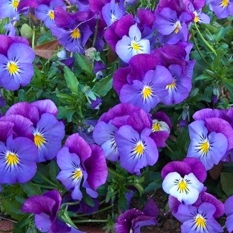 KalonganGrowing Spreading Plentifall Pansy Seeds - Thumbnail 4