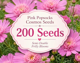 200 Pink Popsocks Cosmos Seeds | Semi-Double Frilly Blooms, Cottage Garden, Pollinator Flower