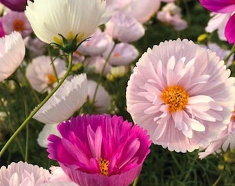 200 Cupcakes Saucers Mix Cosmos Seeds – Unique Ruffled & Bowl-Shaped Blooms