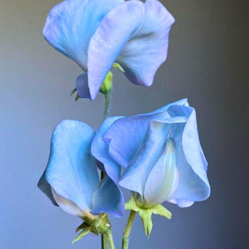 May include: Close-up of two light blue sweet pea flowers with delicate petals. The flowers have a soft, velvety texture and are set against a muted gray background. The stems are green, and the overall composition is elegant and serene.