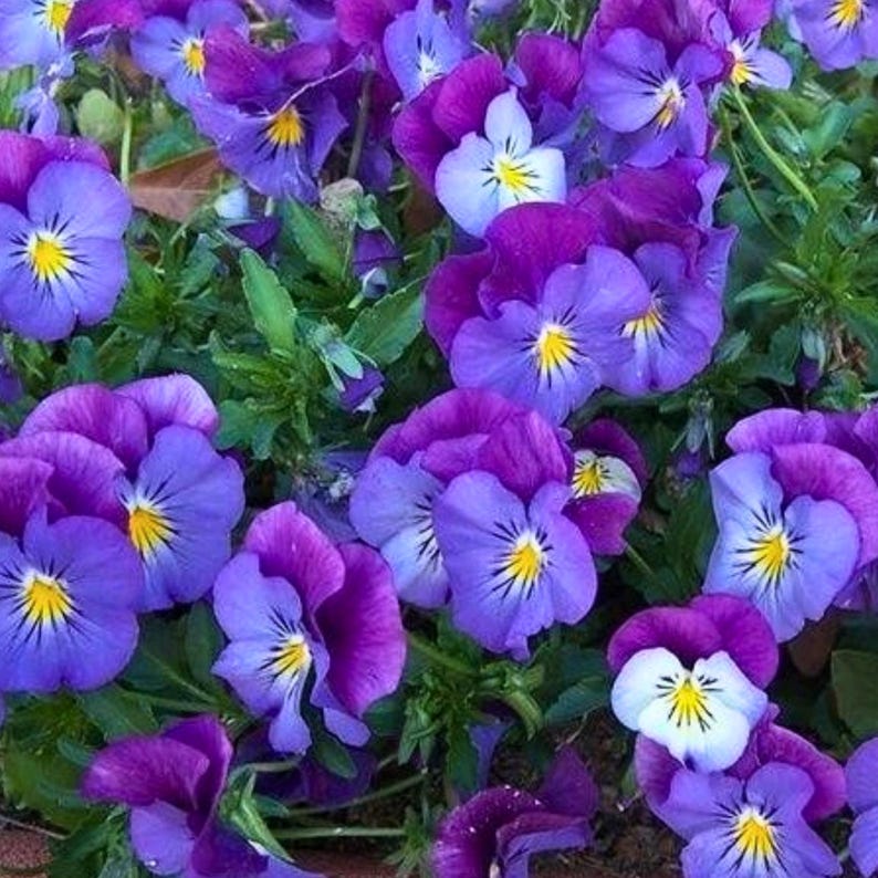 KalonganGrowing Spreading Plentifall Pansy Seeds - Thumbnail 2