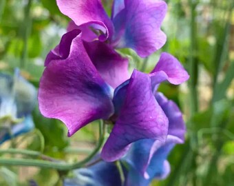 50 semillas de guisante de olor Blue Shift: flores trepadoras azules y lavanda, fragante enredadera de jardín.