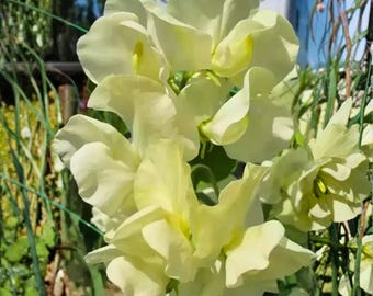 50 Cathy Sweet Pea Seeds for Planting – Soft Pink Fragrant Flowers – Climbing Garden Vine