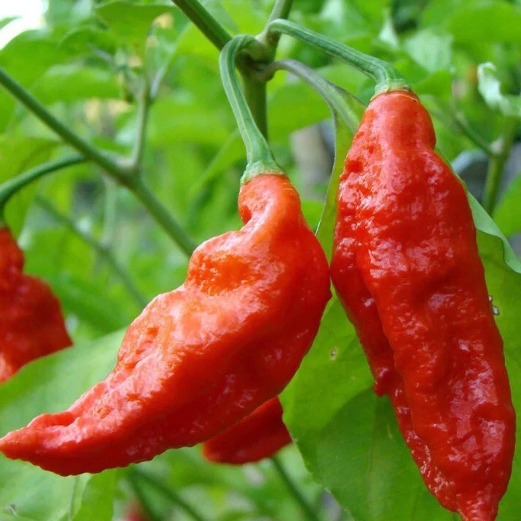 ゴーストペッパー（ブートジョロキア）の種25粒｜庭植え用の伝統的な