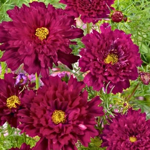 May include: Close-up of vibrant, deep burgundy cosmos flowers with bright yellow centers. The petals are layered and ruffled, creating a full, textured appearance. Green foliage provides a contrasting backdrop, highlighting the rich color of the blooms.