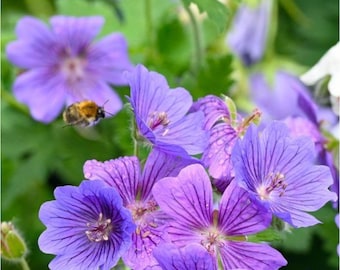 25 Himalayan Cranesbill Geranium Seeds – Hardy Perennial Geranium – Purple Summer Blooms for Garden Borders